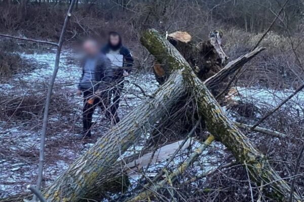 На Закарпатті на 8-річну дівчинку впало дерево, вона загинула