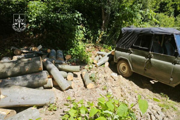 На Закарпатті у ландшафтному парку незаконно вирубали дерев на 6 млн грн