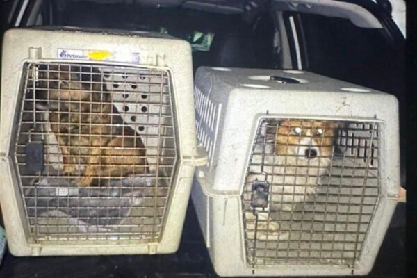 На Львівщині чоловік силоміць заливав у пащу собакам горілку: поліція відкрила кримінальне провадження