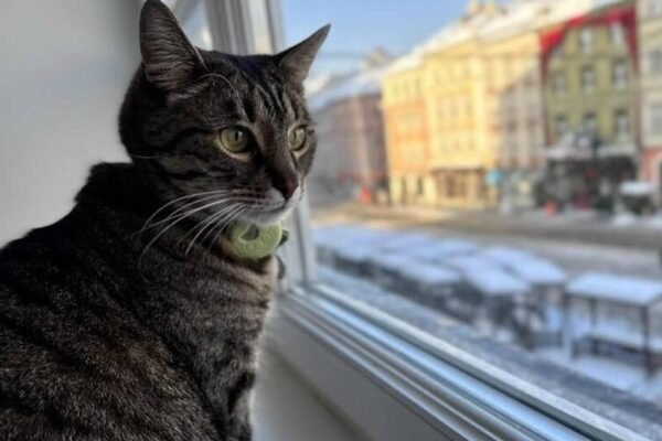 У Львові через сильні морози в адмінбудівлі міста впускатимуть зігрітись котів та собак