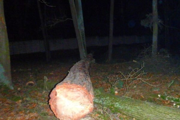 Наказала зрубати понад 30 здорових дерев: На Львівщині судитимуть директорку підприємства