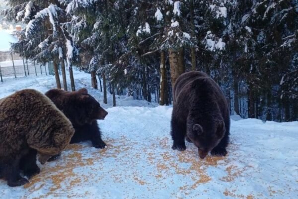 Через різке потепління на Закарпатті у «Синевирі» прокидаються бурі ведмеді (ФОТО)