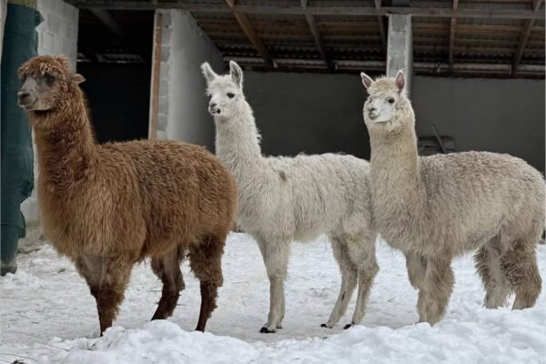 До Львова з Запорізького напрямку евакуювали приватний звіринець (ФОТО)