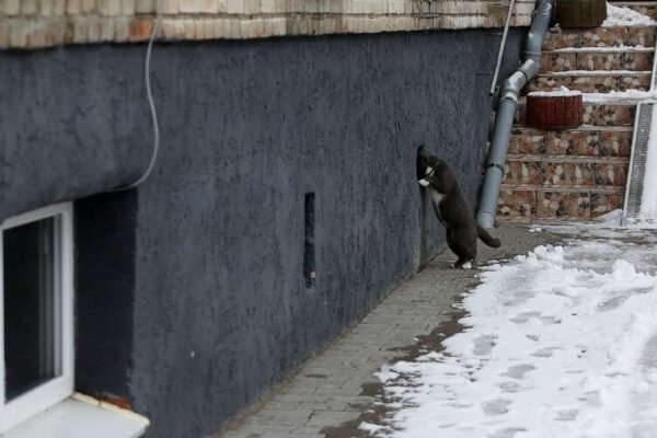 Львів’ян закликають допомогти пережити холод безпритульним тваринам