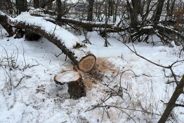 Мешканці Дніпра нарубали дров в лісосмугах на мільйон збитків державі