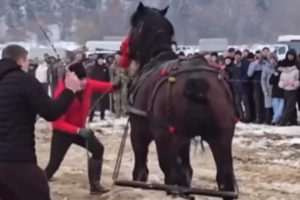 Під час кінного фестивалю на Прикарпатті коней шмагали палками: Поліція відкрила кримінальне провадження