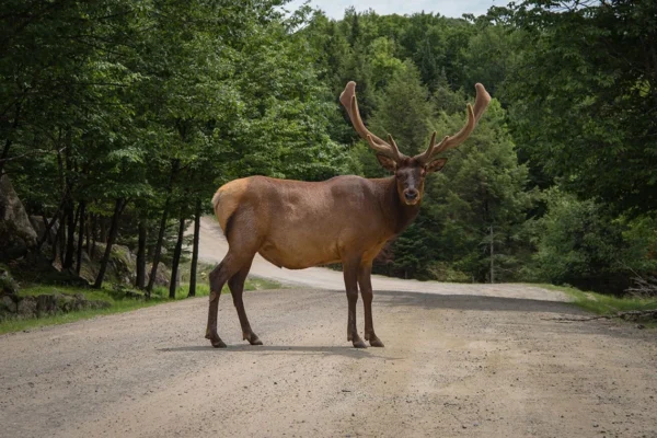 На Львівщині під колесами автомобіля загинув червонокнижний лось