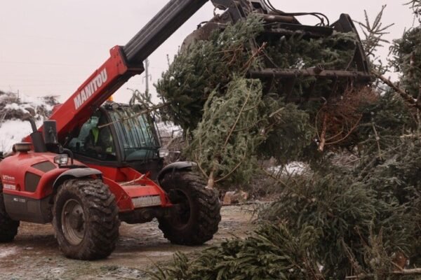 У Львові розпочали переробку новорічних ялинок: На міську станцію компостування вже привезли 10 тонн хвої (ФОТО)