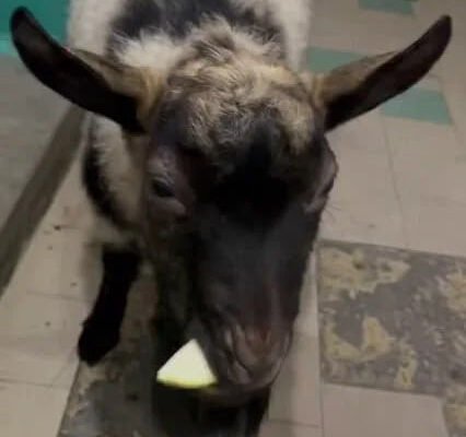 У Дніпрі вночі у багатоповерхівці виявили козу