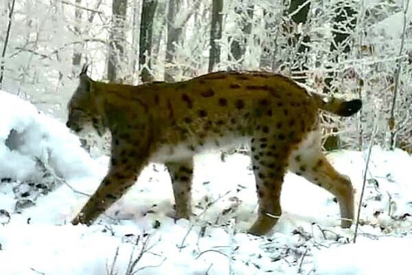 У нацпарку на Закарпатті виявили сім рідкісних рисей