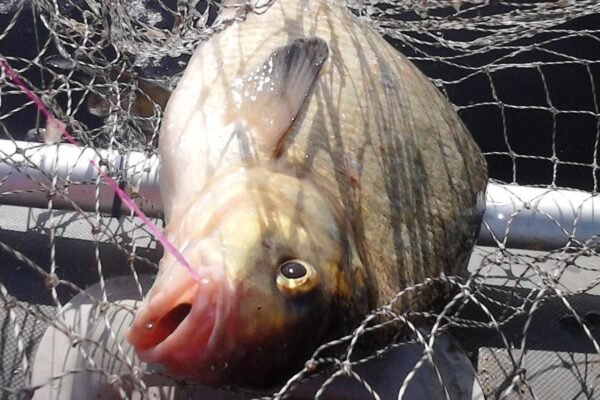 У Кам’янському браконьєр заплатить за карасів 150 тисяч штрафу