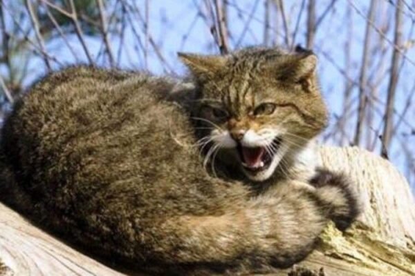 У місті на Дніпропетровщині скажений кіт напав на власника: Запроваджено карантин