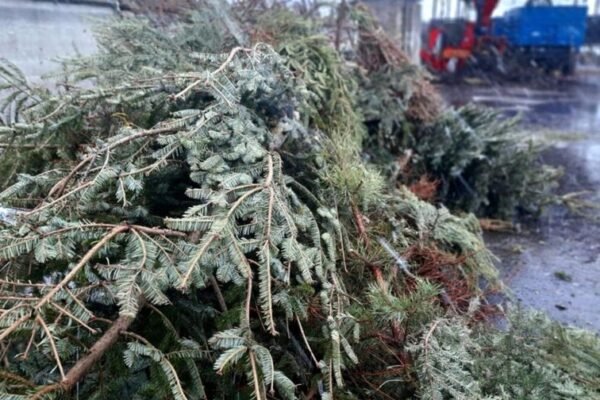 Свята закінчуються: у Львові назвали місця, куди можна здати живі ялинки на утилізацію