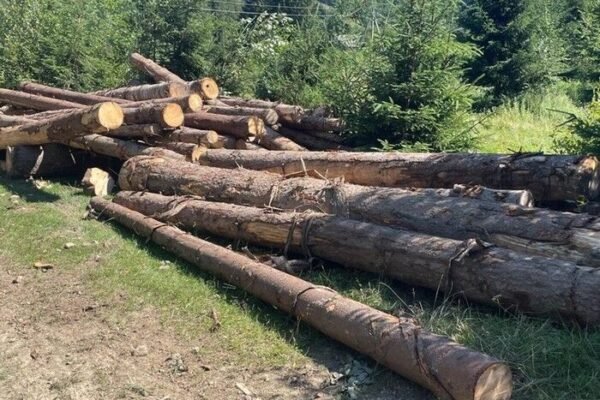 Масштабні вирубки лісу на майже 37 млн грн: На Прикарпатті оголосили підозри 15 особам