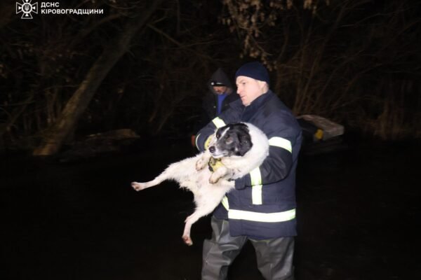 Із підтоплених річкою вольєрів врятували кілька сотень пухнастиків у Кропивницькому