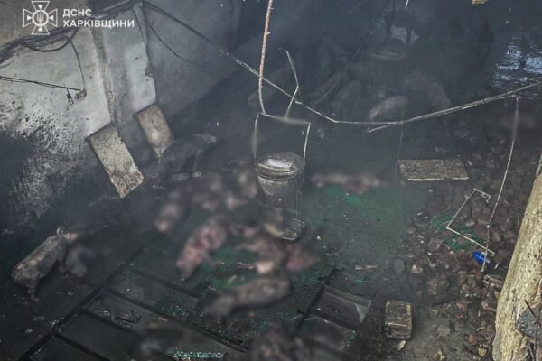 Росіяни вдарили по фермі на Харківщині. Загинуло 100 свиней