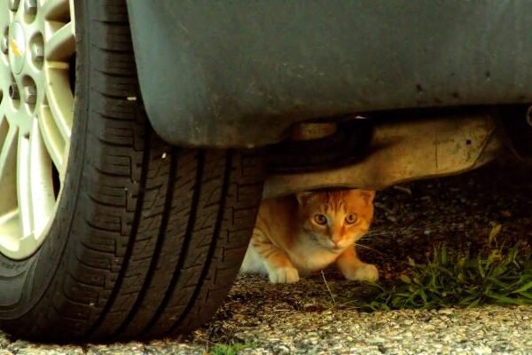 У Дніпрі патрульна поліція розповіла, як не розчавити котів під автівками