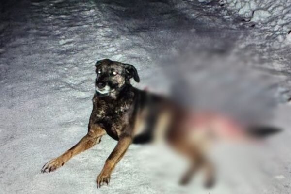 У селі біля Львова застрелили собаку: Поліція розшукує злочинця