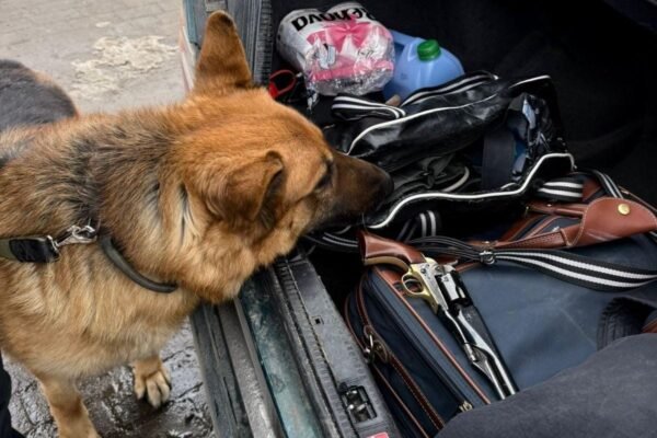 Контрацептиви, техніка і револьвер з минулого: львівські прикордонники зупинили на кордоні товарів на 1,5 млн грн