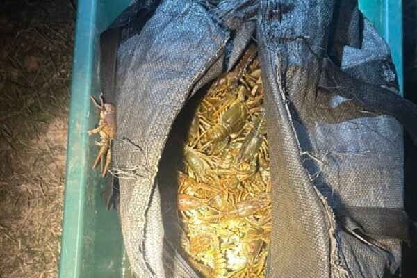 На Дніпропетровщини браконьєри наловили раків майже на 3 млн грн