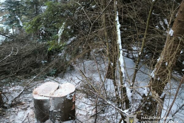 На Львівщині судитимуть 48-річного чоловіка, який у ландшафтному парку нарубав дерев на 103 тис. грн