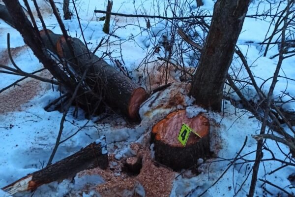 Зрубали дерев у заказнику на 1,2 млн грн: На Львівщині викрили двох зловмисників