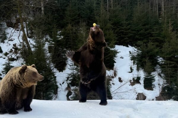 У Нацпарку «Синевир» на Закарпатті ведмеді починають прокидатися після зимової сплячки (ФОТО)