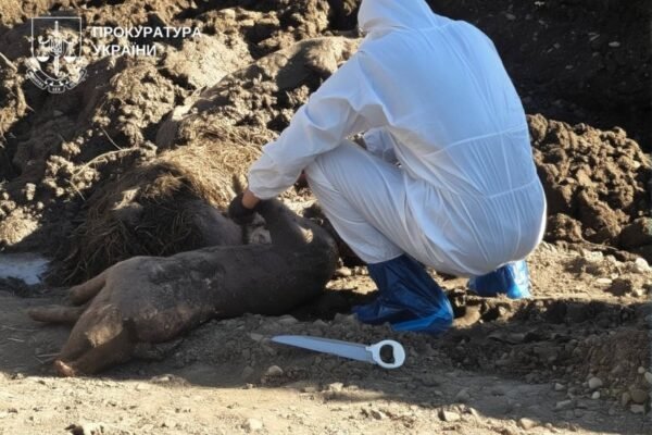 На Буковині повідомили про підозру депутату, який намагався приховати спалах африканської чуми на власній фермі, – прокуратура (ФОТО, ВІДЕО)