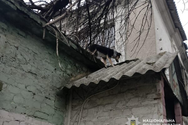 У Кам’янському дитина полізла на дах рятувати безпритульних тварин і застрягла