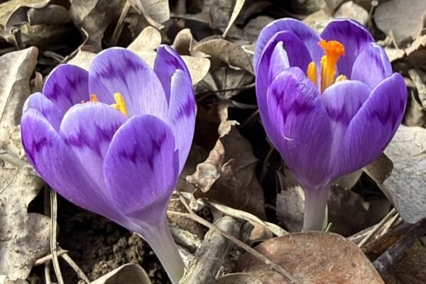 Майже весна: На Закарпатті зацвіли перші шафрани й підсніжники (ФОТО)