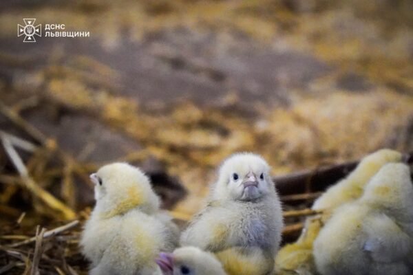 На Львівщині горів пташник: Пожежники врятували понад 23 тис. курчат