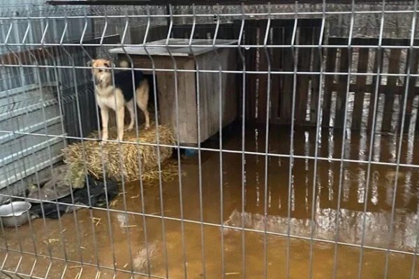 У Кропивницькому через негоду затопило притулок для тварин (ФОТО)