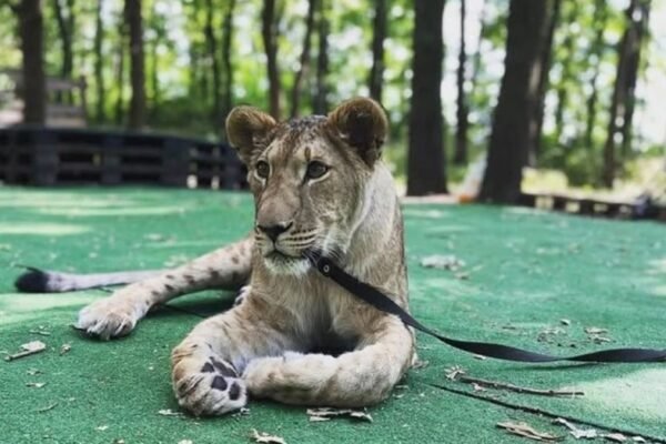 У Кривому Розі власник відомої левиці отримав 510 грн штрафу за неналежне утримання тварини