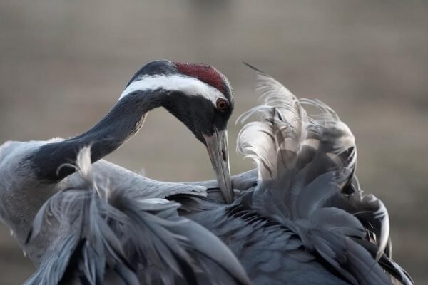 На Львівщині помітили клин червонокнижних сірих журавлів, що повернулися з вирію (ФОТО)