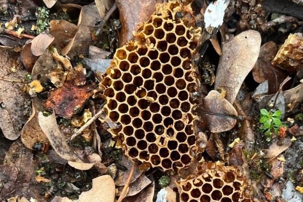 У Дніпровсько-Орільському заповіднику натрапили на “медове місце” у лісі (ФОТО)