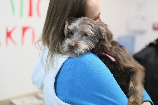 У Львові шукають донорів крові для собак