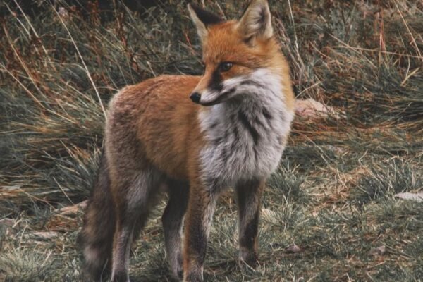 У Дніпрі посеред міста бігала лисиця
