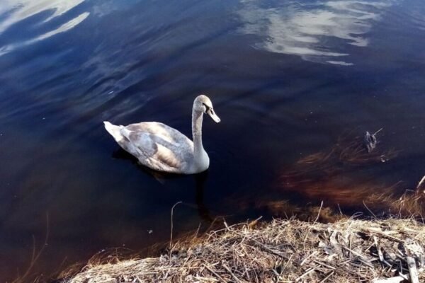 У Дніпрі врятували лебедя з крижаної пастки (ВІДЕО)