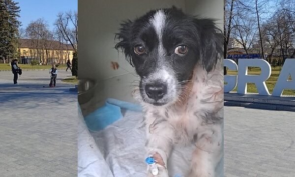 У Павлограді врятували собаку, якому на шию натягнули гумку для перетягування грошей