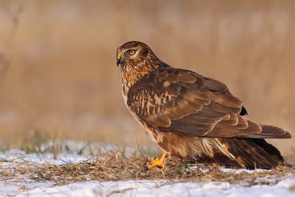 На Дніпропетровщині помітили рідкісного птаха з «Червоної книги»