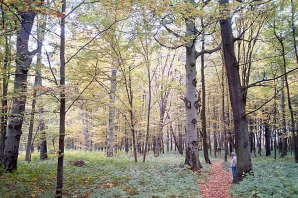 У Львівській області створили чотири нові природоохоронні зони