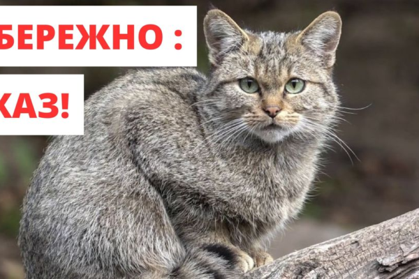 В Умані у кота виявили сказ: в місті продовжили карантин