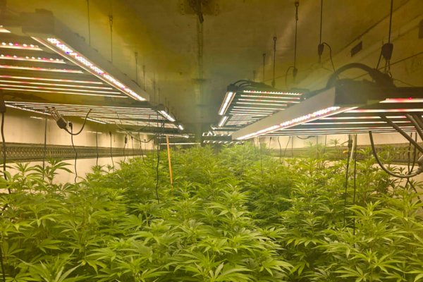 Поліція викрила наркоферму промислового масштабу на Черкащині