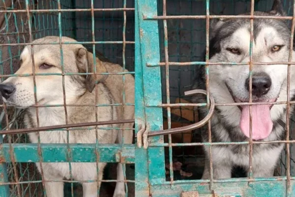 Через укус собаки у передмісті Дніпра 13-річній дівчинці ампутували ногу
