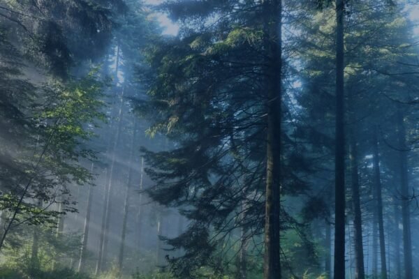 На Закарпатті прокуратура вимагає надати охоронний статус для понад 223 га пралісів