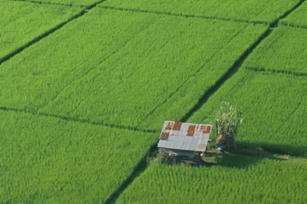 На Дніпропетровщині чоловік самовільно зайняв 38 га землі