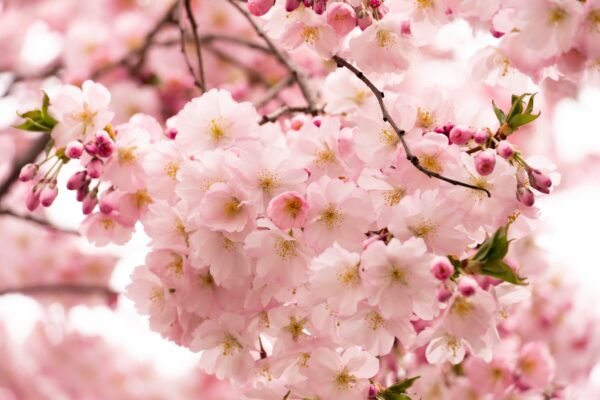 У Мукачеві на Закарпатті стартував сезон цвітіння сакур та магнолій (ФОТО)