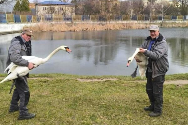 На Левандівське озеро у Львові після зимівлі повернулись лебеді