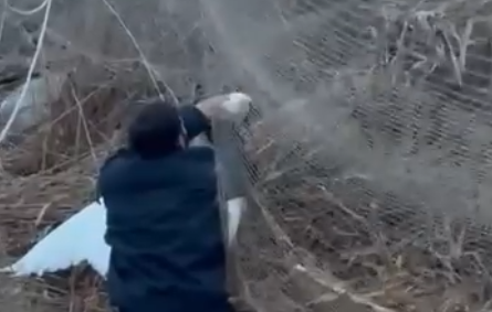 Кожне життя важливе: Як на Одещині морські прикордонники лебедя рятували (ВІДЕО)