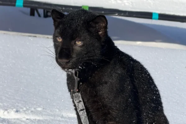 У парку XII Місяців на Київщині народилося чорне дитинча далекосхідного леопарда (ВІДЕО)